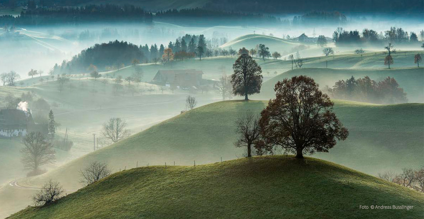 Eine grüne sanfte Hügellandschaft in dünnen Nebel getaucht. Einzelne Bäume auf den Hügelspitzen.